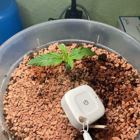 Nothern Light 1 growlog photo: Abends