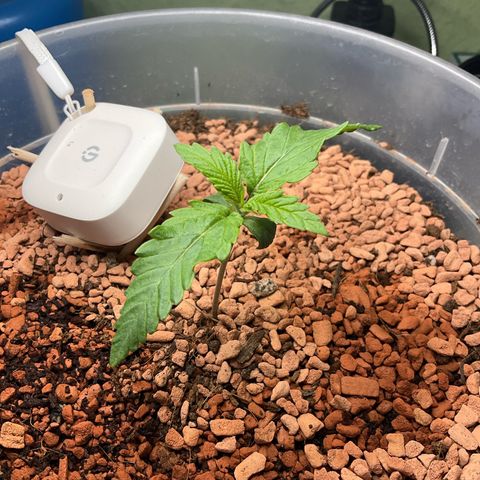 Nothern Light 1 growlog photo: Abends