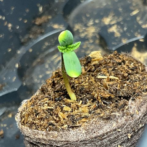 Wild 2 growlog photo: Nach Keimhaut Entfernung