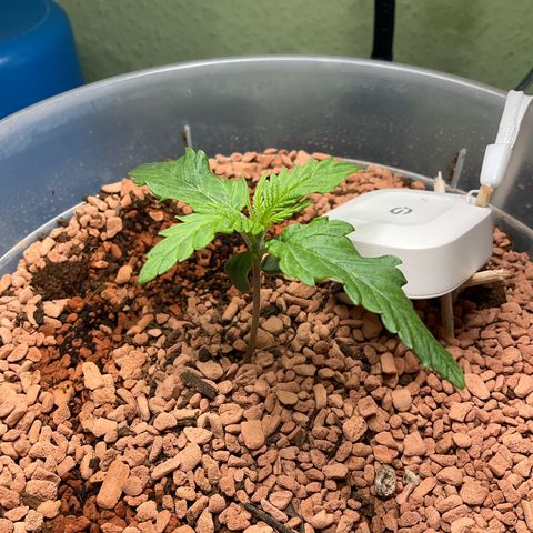 Nothern Light 1 growlog photo: 15 11