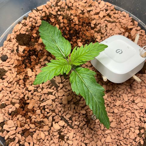 Nothern Light 1 growlog photo: 15 11
