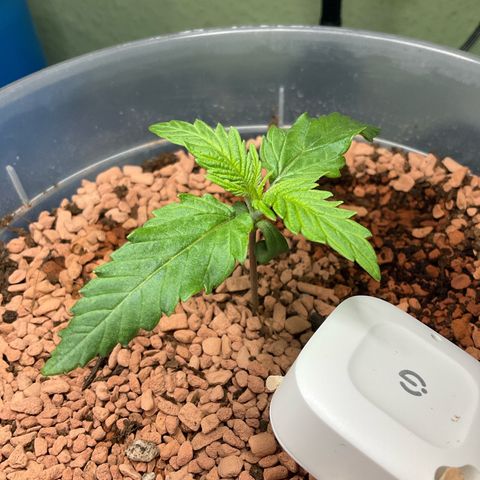 Nothern Light 1 growlog photo: 15 11