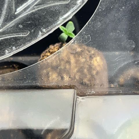 Wild 2 growlog photo: 1519