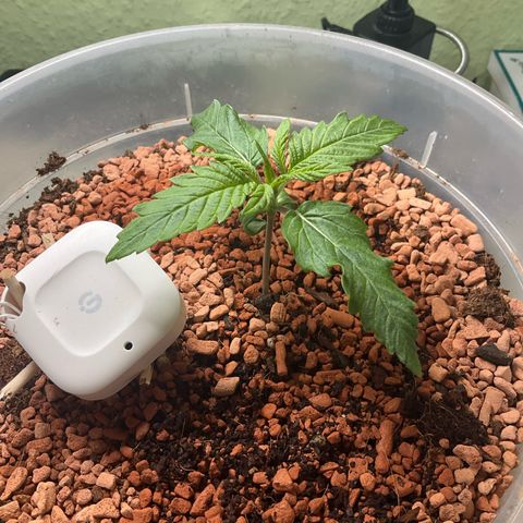 Nothern Light 1 growlog timeline photo