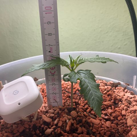 Nothern Light 1 growlog timeline photo