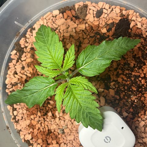 Nothern Light 1 growlog photo: Abends