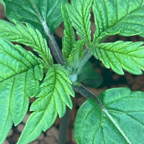 Nothern Light 1 growlog photo: Abends