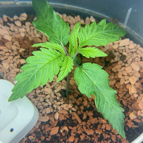 Nothern Light 1 growlog photo: Abends