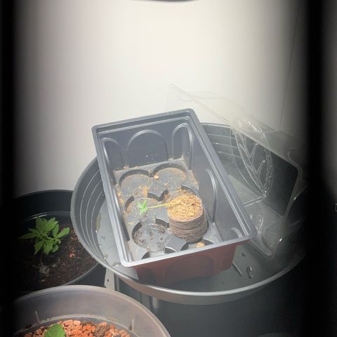Wild 2 growlog photo: Zum Licht gestreckt