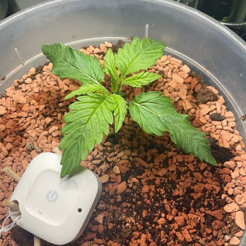 Nothern Light 1 growlog photo: Abends