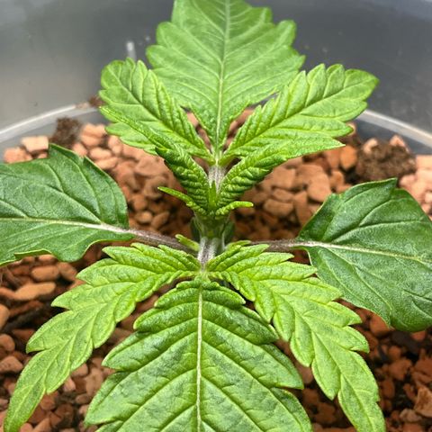 Nothern Light 1 growlog photo: 1735
