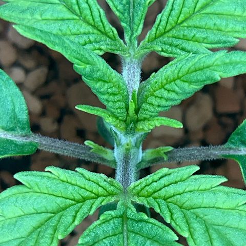 Nothern Light 1 growlog photo: 1735