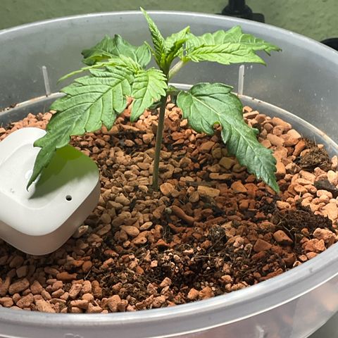 Nothern Light 1 growlog photo: 1735