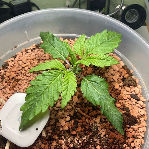 Nothern Light 1 growlog photo: 1735