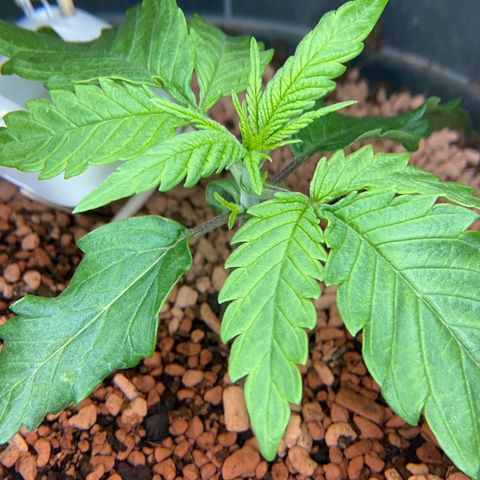 Nothern Light 1 growlog photo: Morgens 
