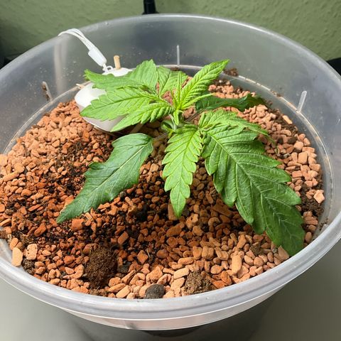 Nothern Light 1 growlog photo: Morgens 