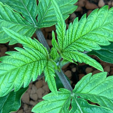 Nothern Light 1 growlog photo: Abends 