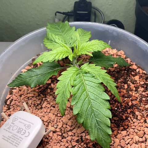 Nothern Light 1 growlog photo: Abends 