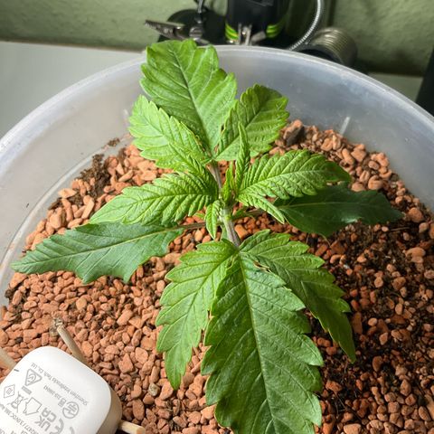 Nothern Light 1 growlog photo: Abends 