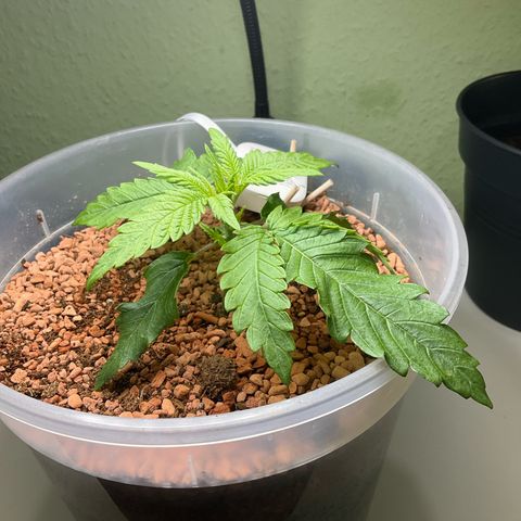 Nothern Light 1 growlog photo: Mittags 