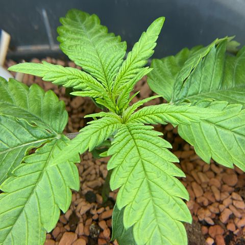 Nothern Light 1 growlog photo: Mittags 
