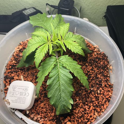 Nothern Light 1 growlog photo: Mittags 