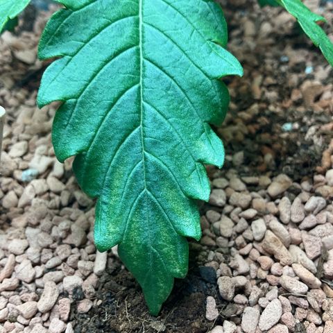 Nothern Light 1 growlog photo: Mittags 