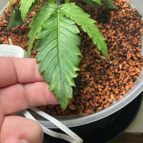 Nothern Light 1 growlog photo: Mittags 