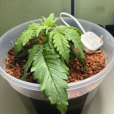Nothern Light 1 growlog photo: 1203