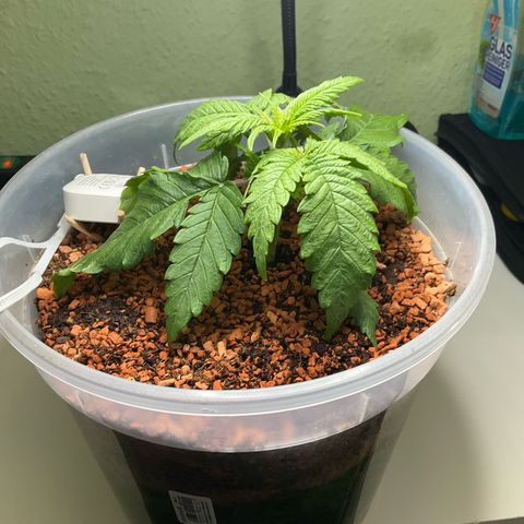 Nothern Light 1 growlog photo: 1203
