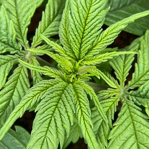 Nothern Light 1 growlog photo: 1203