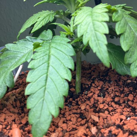 Nothern Light 1 growlog photo: 1203