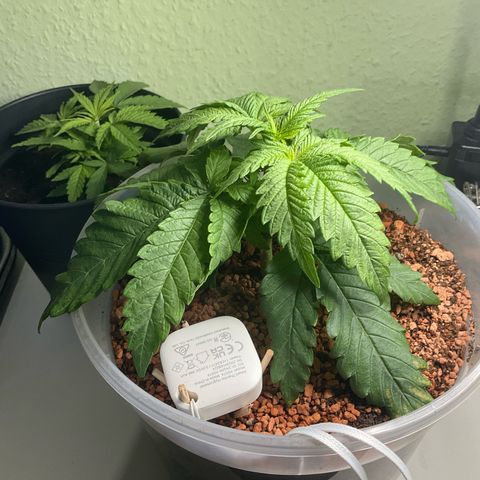 Nothern Light 1 growlog timeline photo