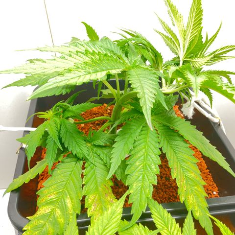 Nothern Light 1 growlog timeline photo