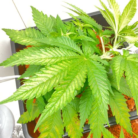 Nothern Light 1 growlog timeline photo
