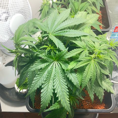 Nothern Light 1 growlog timeline photo