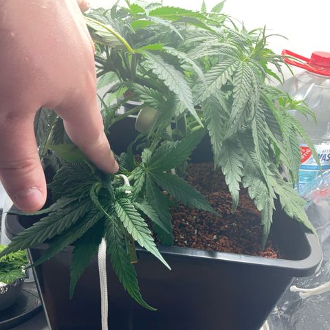 Nothern Light 1 growlog timeline photo