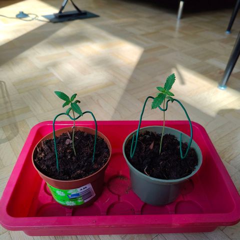 Mimosa growlog timeline photo