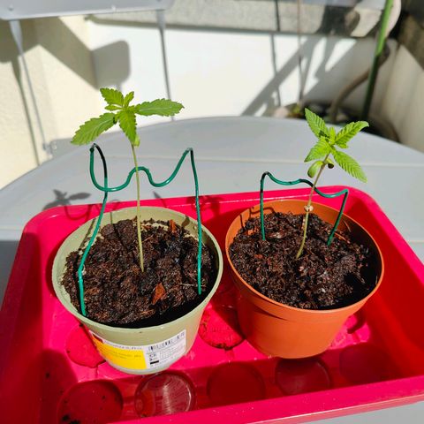 Mimosa growlog timeline photo
