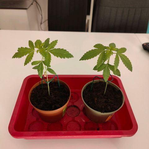Mimosa growlog timeline photo