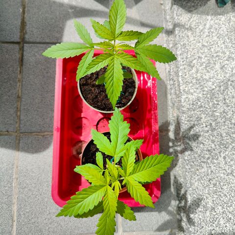 Mimosa growlog timeline photo