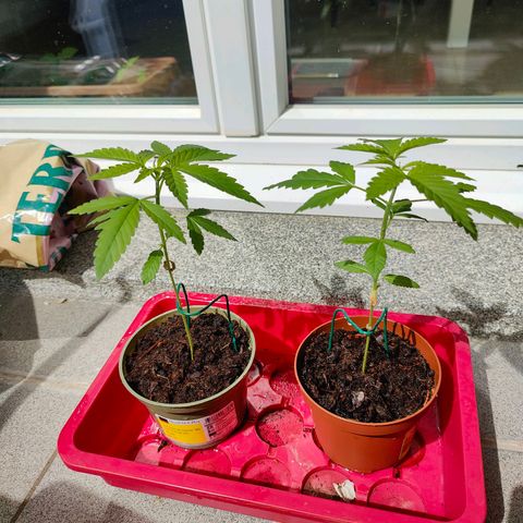 Mimosa growlog timeline photo