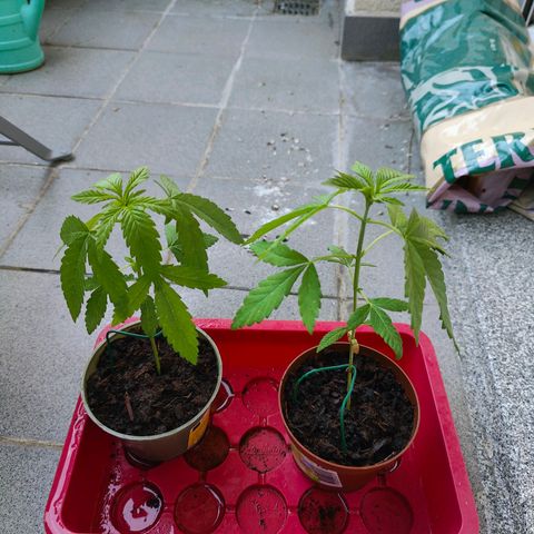 Mimosa growlog timeline photo