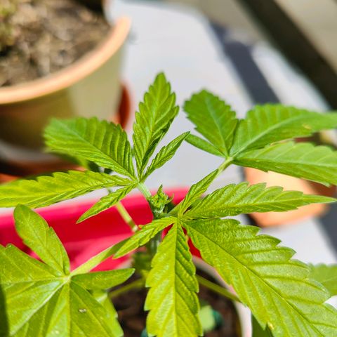 Mimosa growlog timeline photo
