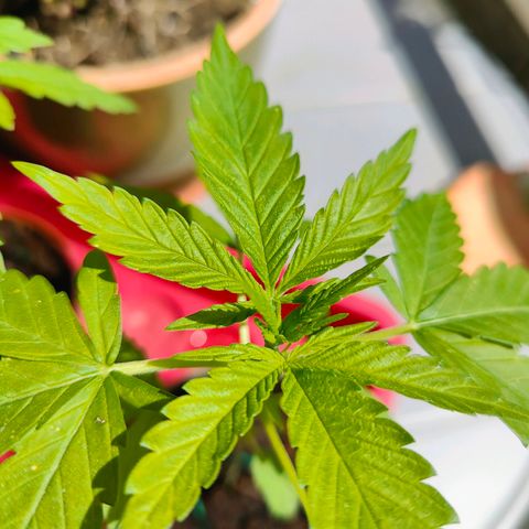 Mimosa growlog timeline photo