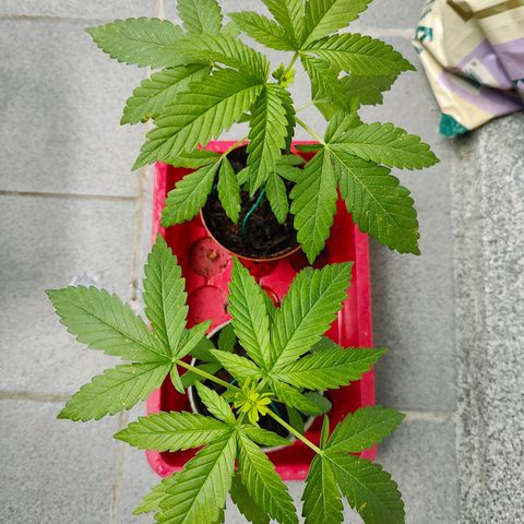 Mimosa growlog timeline photo