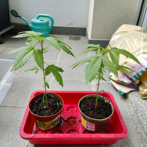 Mimosa growlog timeline photo
