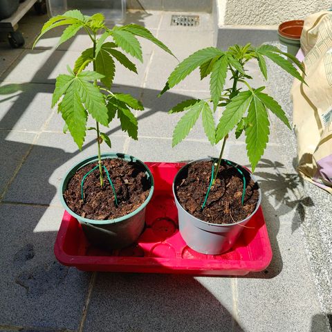 Mimosa growlog timeline photo
