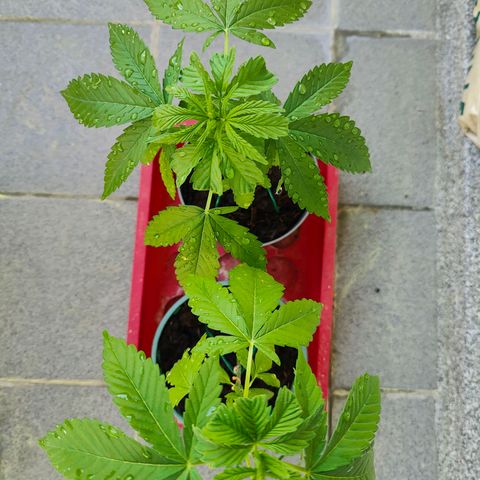 Mimosa growlog timeline photo