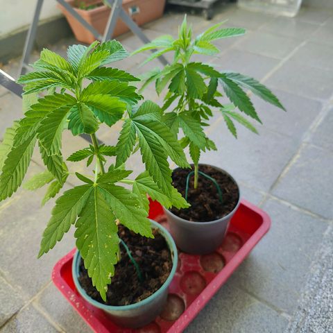 Mimosa growlog timeline photo